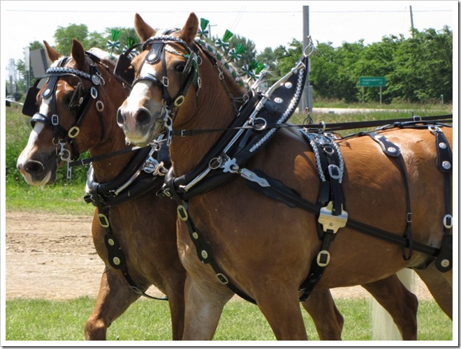 Horses